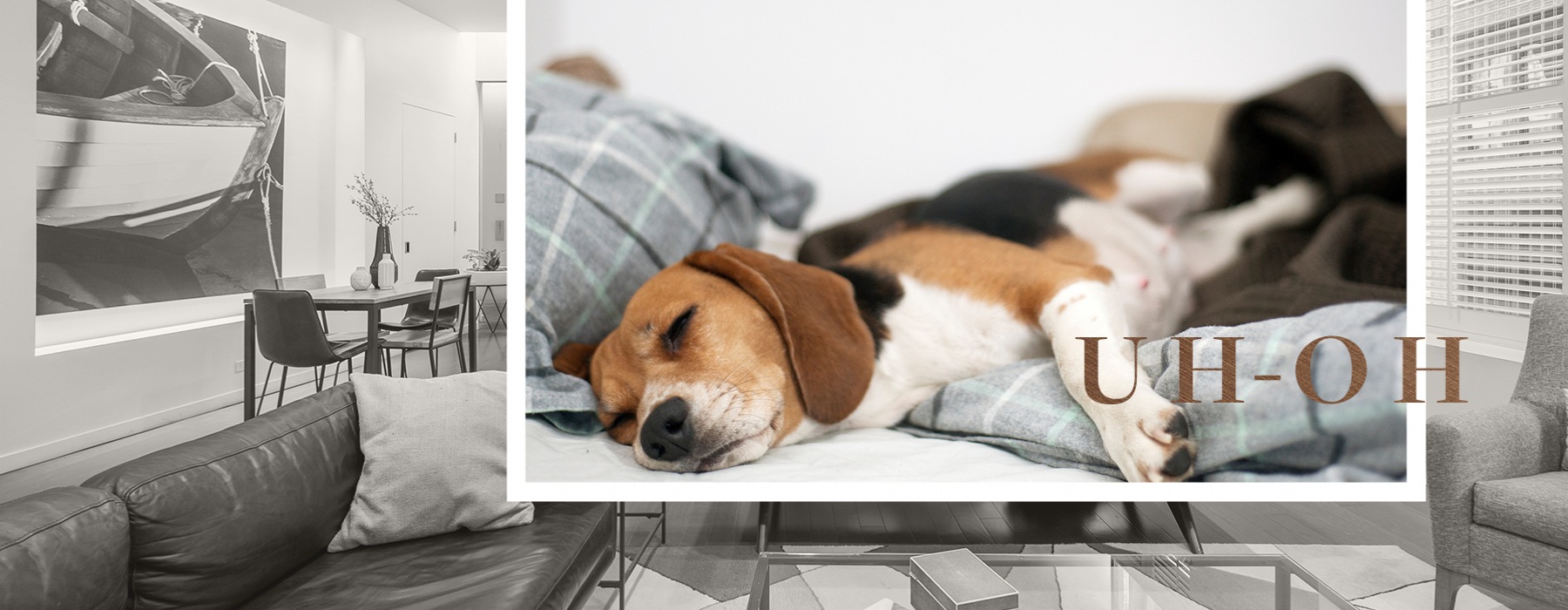 collage of dog sleeping on comfy bed with image of clubhouse interior in the background