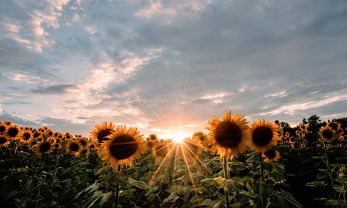 All the Ways to Celebrate Summer in August Cover Image